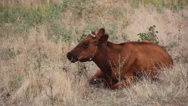 vaca em um prado mastiga uma mosca de grama
 - Filmagem, Vídeo