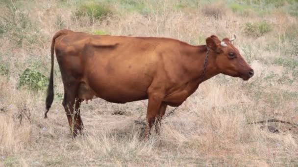 kráva na louce žvýká trávu fly - Záběry, video