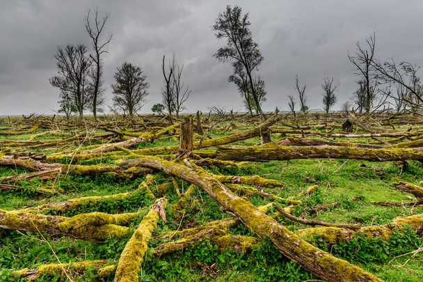 Árboles caídos en una reserva natural
 - Foto, imagen