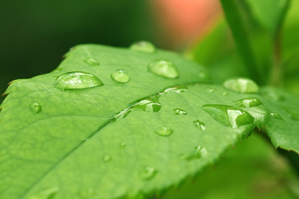 Dew drops on green leaf - Fotó, kép