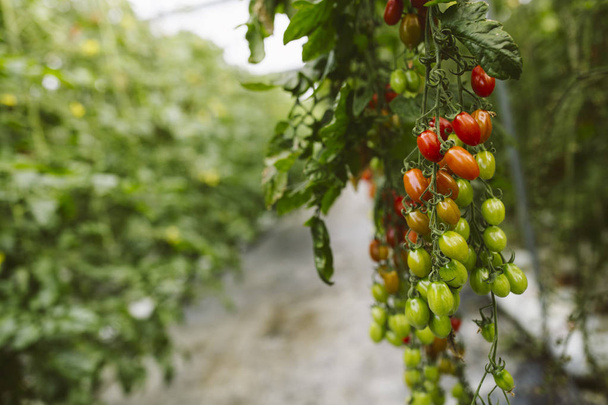 Industrial tomato plantation in greenhouse. - 写真・画像