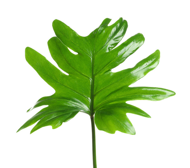 Beautiful tropical Philodendron leaf on white background - Φωτογραφία, εικόνα