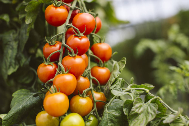 Industrial tomato plantation. - Valokuva, kuva