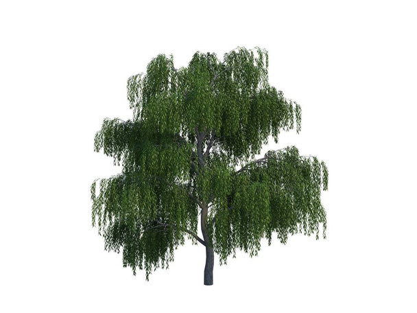 Верба дерево
 - Фото, зображення