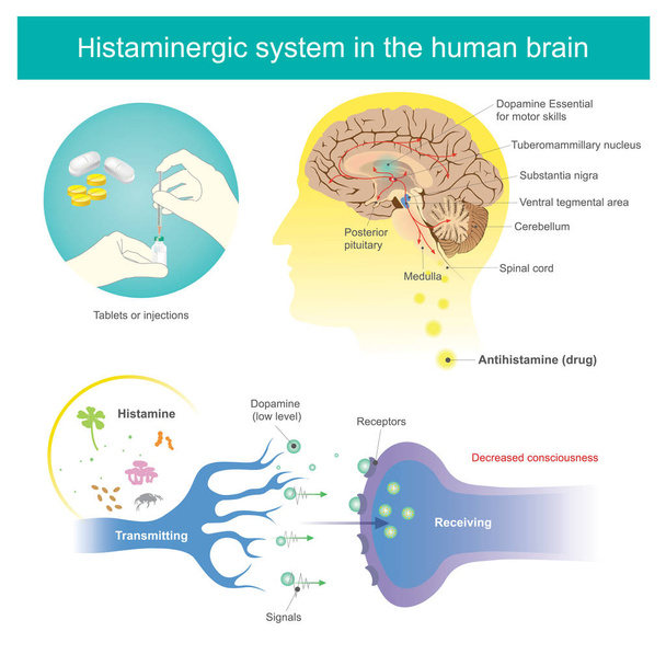 Histamineraalinen järjestelmä ihmisaivoissa. Histamiinin kuvitus
 - Vektori, kuva