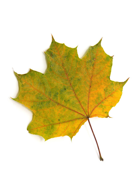 Осенний кленовый лист выделен на белом фоне - Фото, изображение