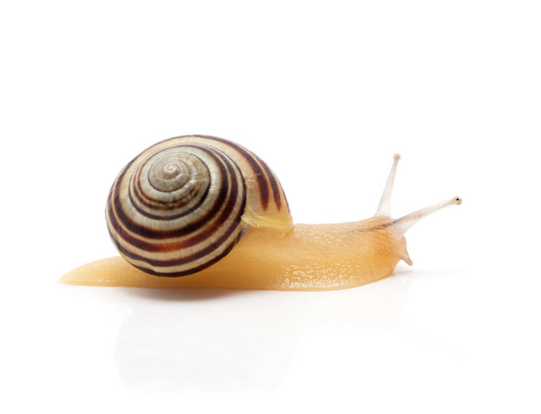 snail on a white background. macro - Photo, Image