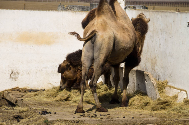 Kétpúpú teve (Camelus bactrianus) - Fotó, kép