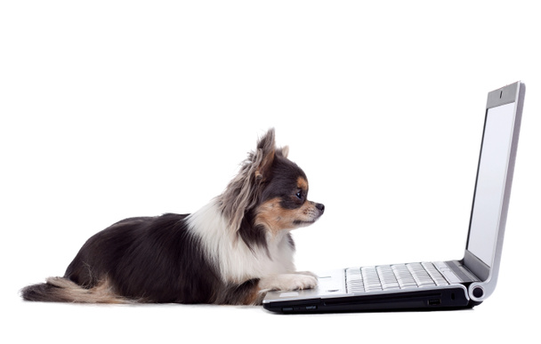 Chihuahua hond met computer geïsoleerd - Foto, afbeelding