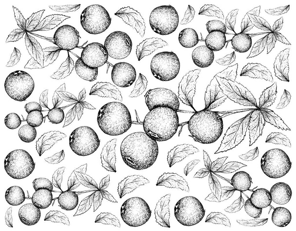 Ręcznie rysowane tła Borówka dojrzałych owoców - Zdjęcie, obraz