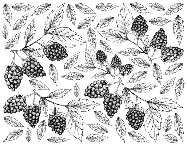 Hand Drawn Background of Fresh Blackberry Fruits - Vector, Image