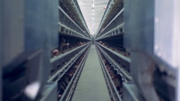 Muitas galinhas estão sendo mantidas em gaiolas em uma casa de aves
 - Filmagem, Vídeo