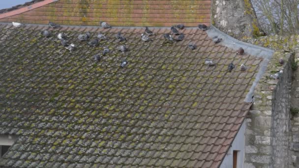 Wiele gołębi, siedzący na dachu wyłożona kafelkami - Materiał filmowy, wideo