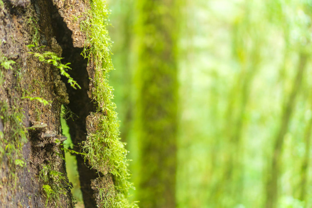 Δέντρα δάσους. φυσικό πράσινο φόντο ξύλο - Φωτογραφία, εικόνα