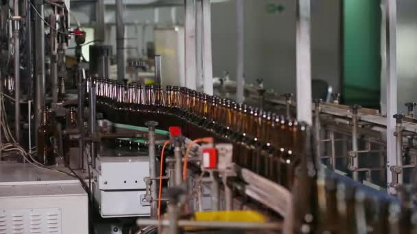 Butelek piwa brązowy poruszać wzdłuż przenośnika taśmowego - Materiał filmowy, wideo