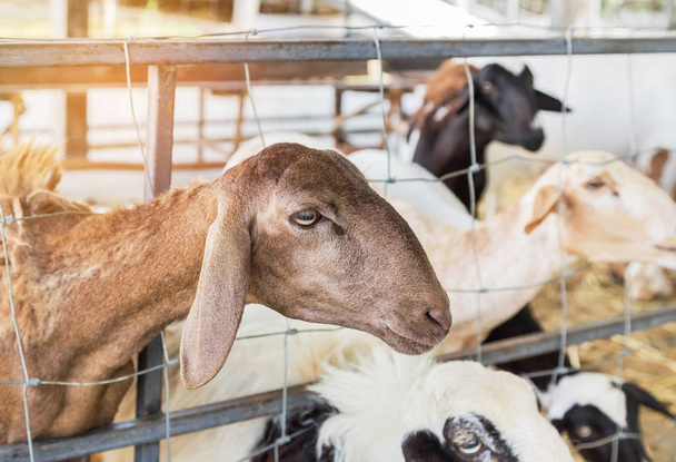 Ganado joven ovejas marrones comer hierba en la granja
 - Foto, imagen