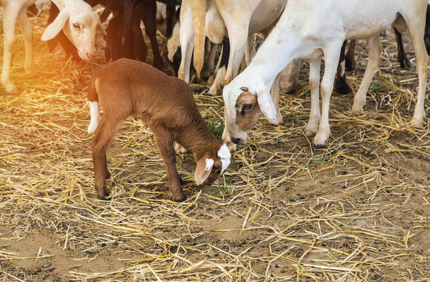 petit agneau mignon est couché détendre avec la mère dans la grange
  - Photo, image