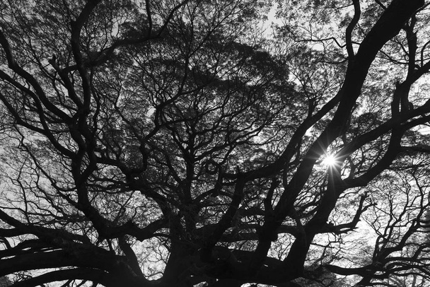 branche de grand arbre, noir et blanc
 - Photo, image