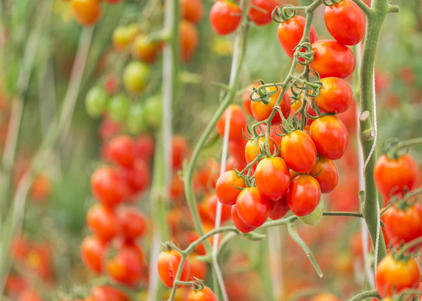 Close up red cherry tomatoes hang on trees growing in organic farm  - Photo, Image