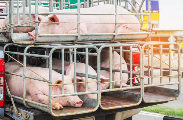 Свиньи в клетках на грузовом транспорте идут на бойню
. - Фото, изображение