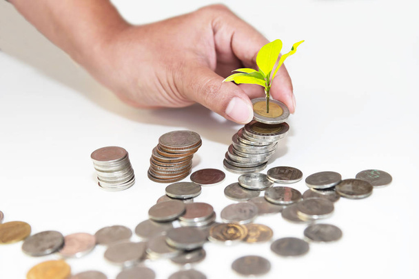 Rostliny rostoucí v úspory mincí a šetří peníze. Investiční precizní - Fotografie, Obrázek