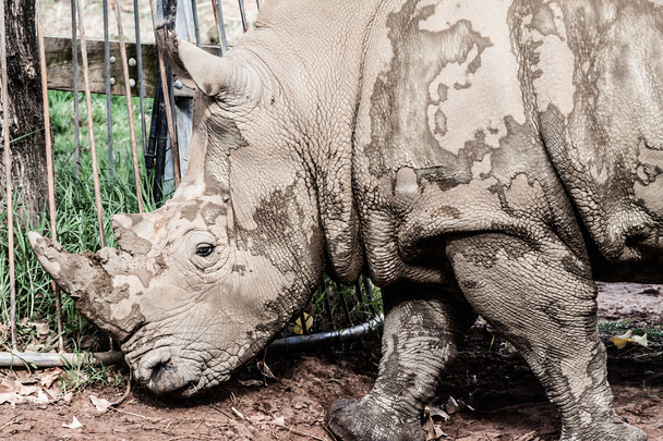 Retrato de un rinoceronte negro (Diceros bicornis), Sudáfrica
 - Foto, Imagen