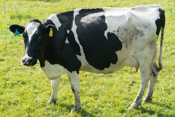 Grande grasa negro y blanco vaca granja animal stand sobre verde vidrio
 - Foto, Imagen