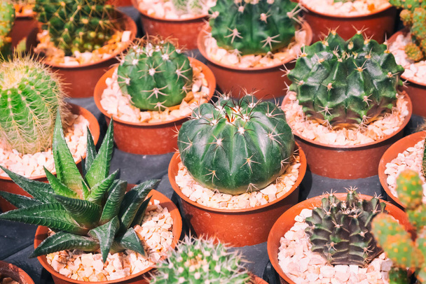 Varias plantas de cactus, pequeños cactus en la maceta
  - Foto, imagen