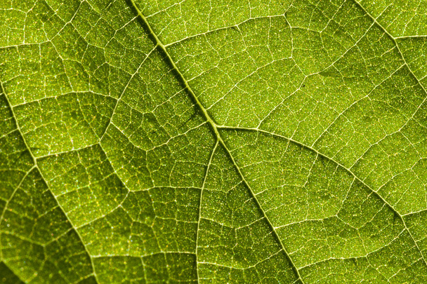 powierzchni liścia - Zdjęcie, obraz