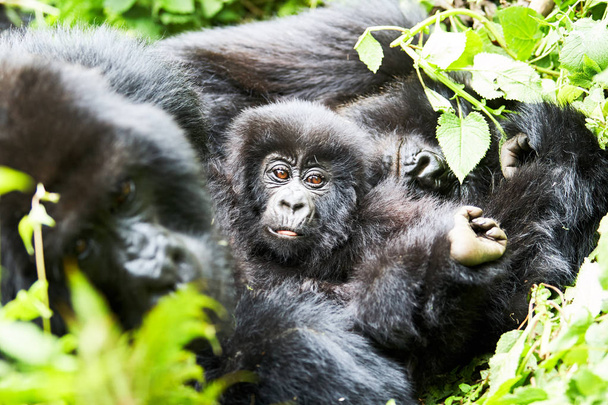 Gorille dans la réserve Virunga, Rwanda
 - Photo, image