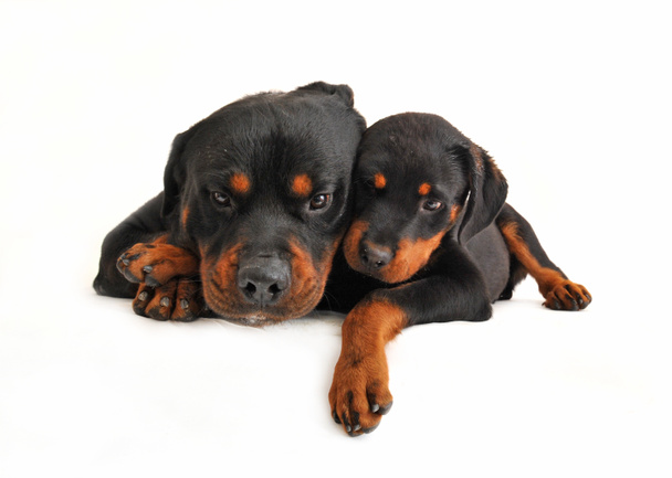 Baby rottweiler and his mother dog - Photo, Image