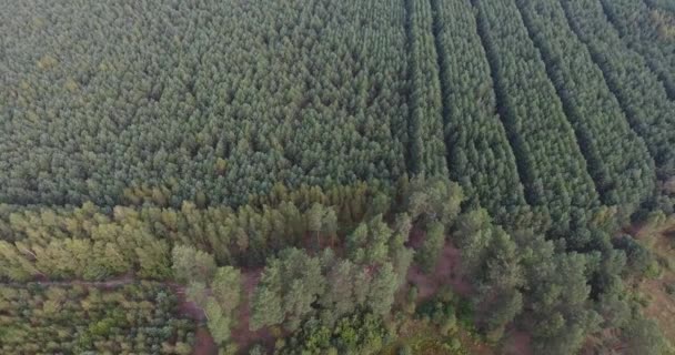 Hnutí z pohledu dron podél dge mladých lesů zasazeny v rovných řadách - Záběry, video