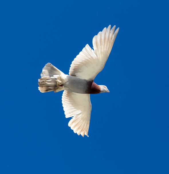 Один голубь в полете против голубого неба
 - Фото, изображение