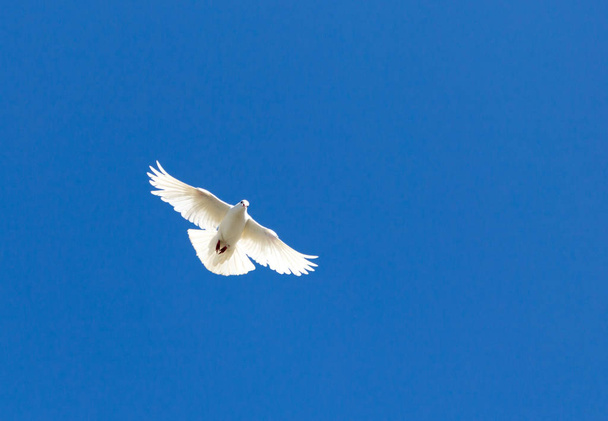 Mavi gökyüzünde beyaz güvercin - Fotoğraf, Görsel