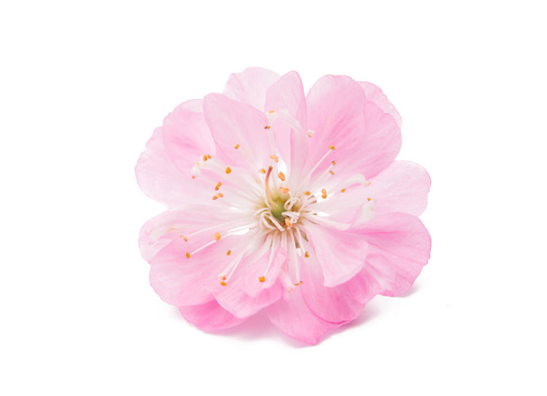 Rama floreciente de almendra (PRUNUS TRILOBA
) - Foto, imagen