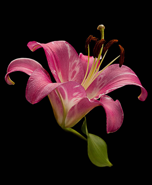 Pink lily flower head on black - Photo, Image