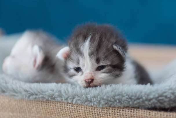 Kitten slapen op bed - Foto, afbeelding