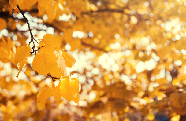 Herfst gele bladeren achtergrond. - Foto, afbeelding