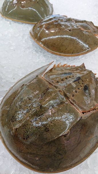 Carcinoscorpius rotundicauda on ice for refrigeration to maintain freshness in live markets
. - Фото, изображение