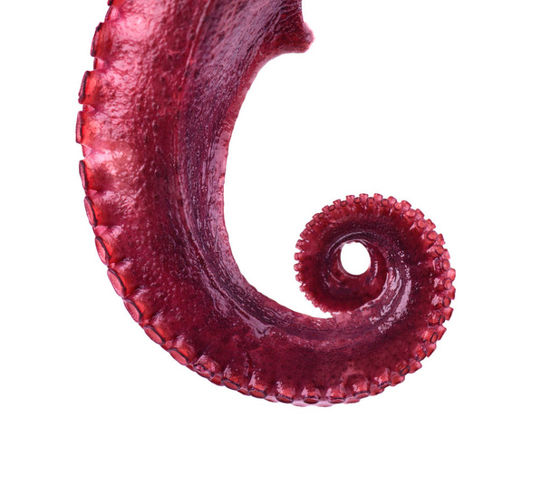 Gekookte octopus geïsoleerd op een witte achtergrond. Gekookte octopus tentakels geïsoleerd. - Foto, afbeelding