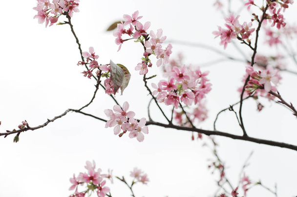 a Bright pink cherry blossom background with light - Photo, Image