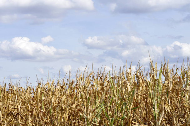 Zemědělské pole, na kterém roste zelená kukuřice - Fotografie, Obrázek