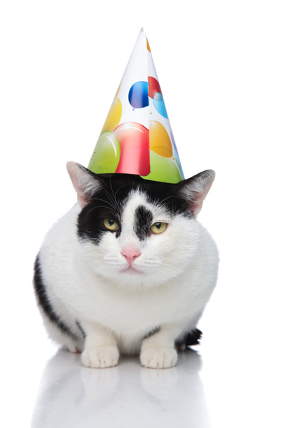 lovely birthday cat wearing colorful balloons cap - Фото, изображение
