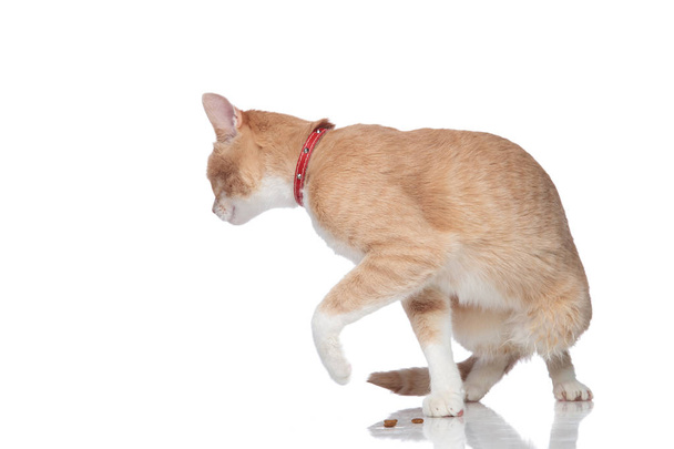 curious orange cat wearing a red collar turns around - Fotó, kép