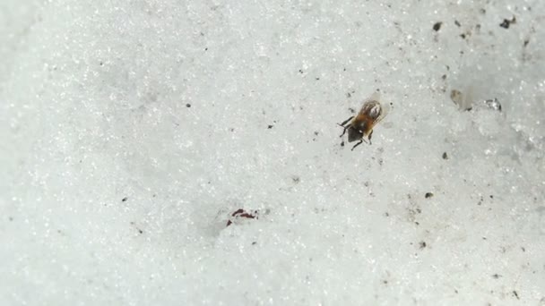 Пчела, сидящая в снегу
 - Кадры, видео