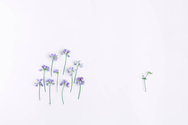 Composición conceptual de flores de guisante dulce aisladas sobre fondo blanco. Concepto de "uno contra la sociedad". Piso tendido, vista superior
 - Foto, imagen