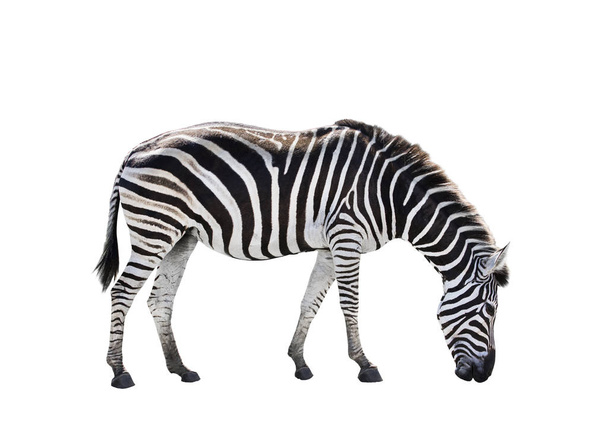 po stronie widok całego ciała afrykańskich zebry na białym tle - Zdjęcie, obraz
