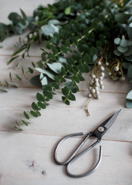 Eucalyptus plant and scissors on a wooden white table - Фото, изображение