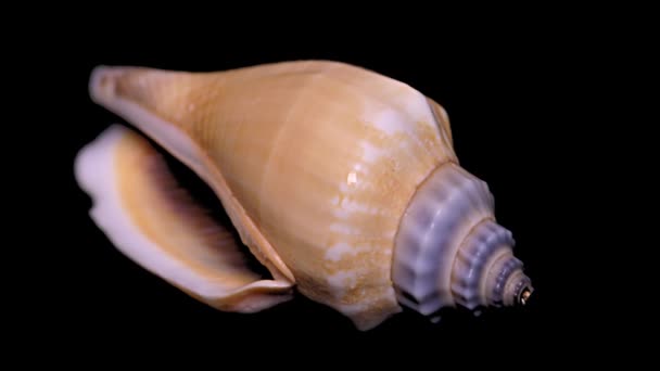 Seashell isolé sur fond noir Gros plan, Détail
 - Séquence, vidéo