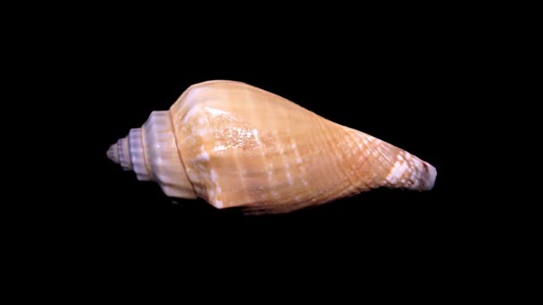 Seashell isolé sur fond noir Gros plan, Détail
 - Séquence, vidéo